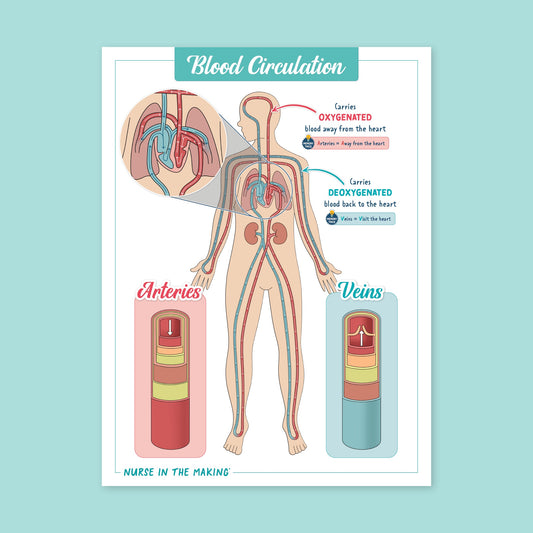 Printable Blood Circulation Poster